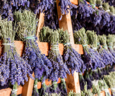 Lavender Bunches